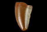 Raptor Tooth - Real Dinosaur Tooth #167192-1